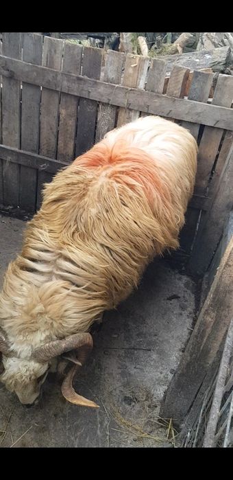 Oi si berbeci de vanzare