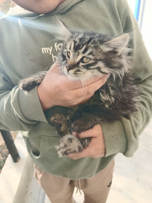 Отдам даром бесплатно