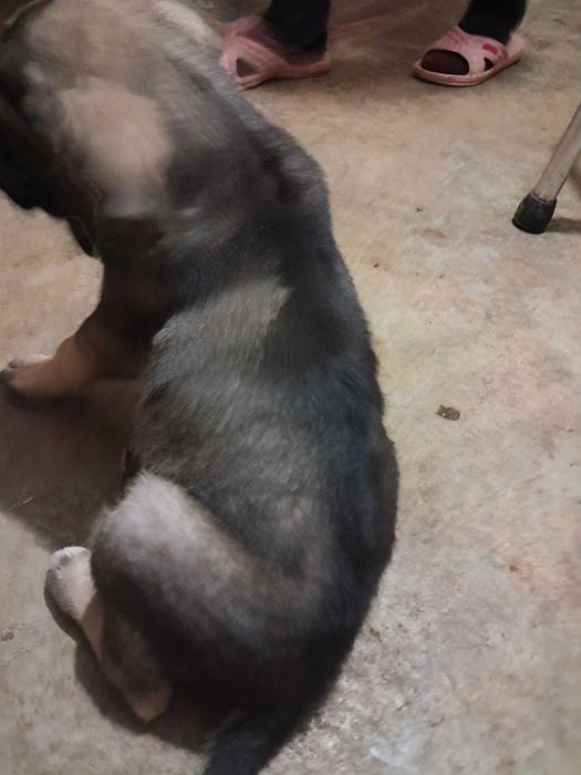 Продавам купе Кане Корсо