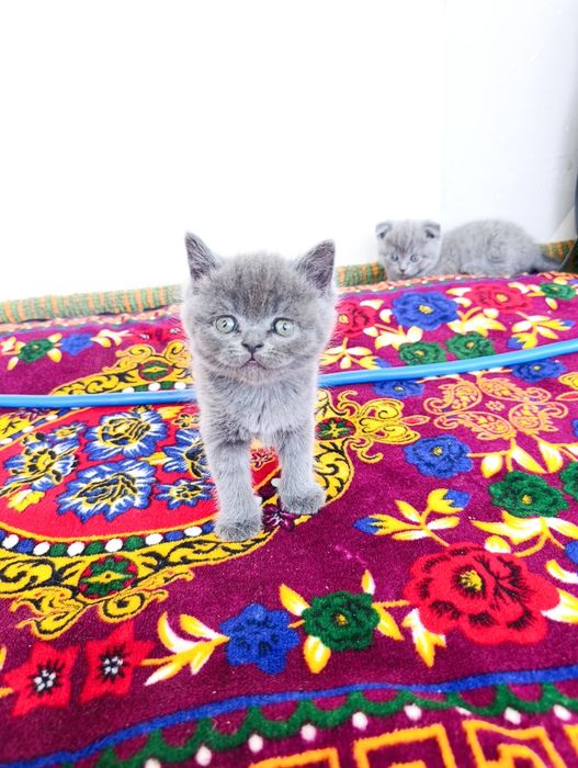 Скоттиш-фоолд скоттиш-страйт вислоухие