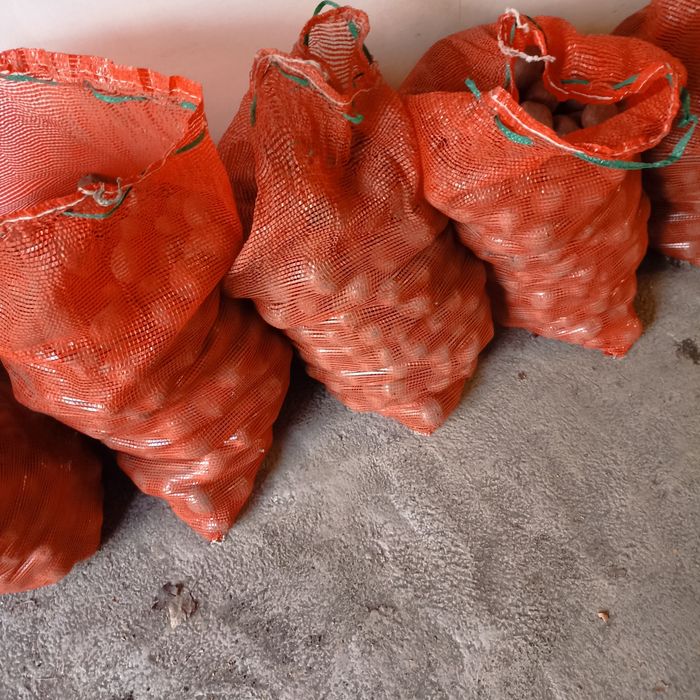 Продам семенной картофель