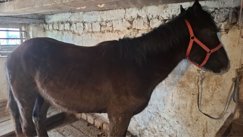 Жылқы сатамын тайлар, үш жасар дөнен