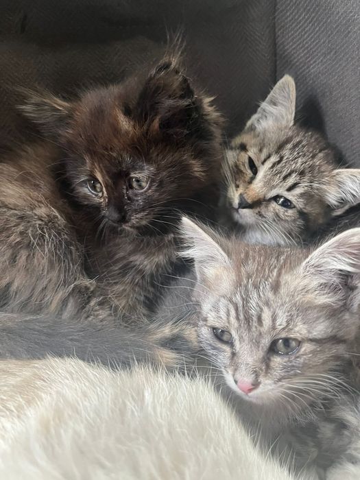 Отдам котят бесплатно