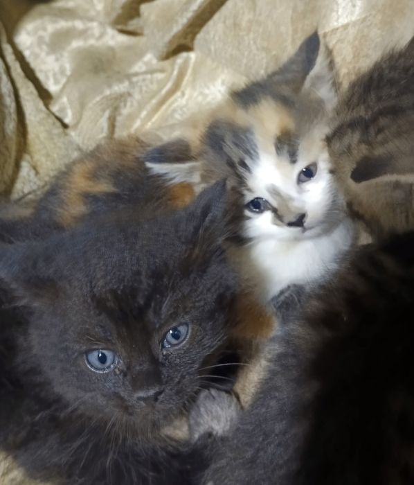 Котята отдам в хорошие руки, mushuk bolalari ishonchli qõllarga berila