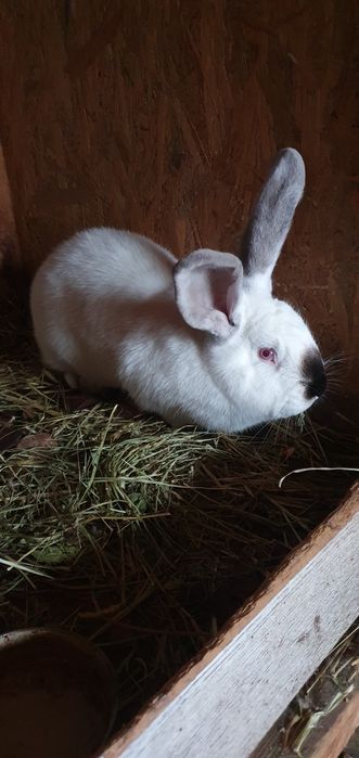 Femele uriaș de Transilvania