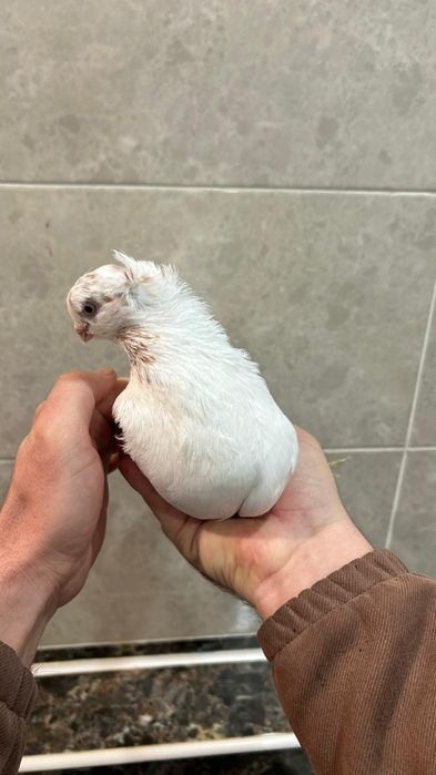 Продам молодого гульбадама