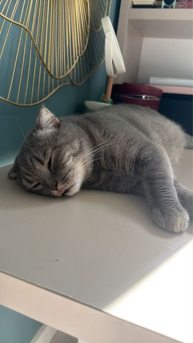 Вислоухий шотландский кот