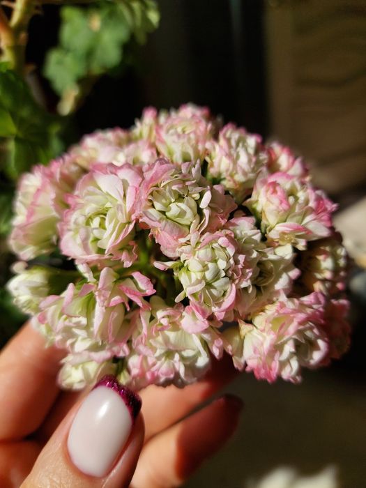 Пеларгонии сортовые