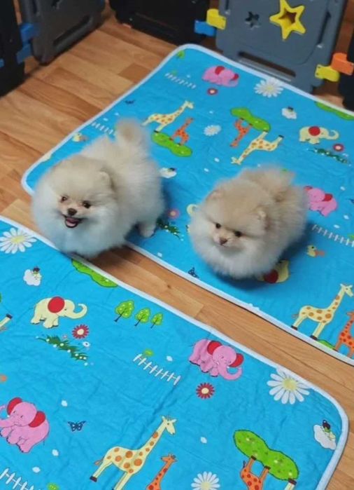 Померан мини baby face