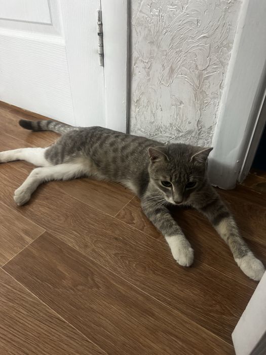 Отдам кота в хорошие руки