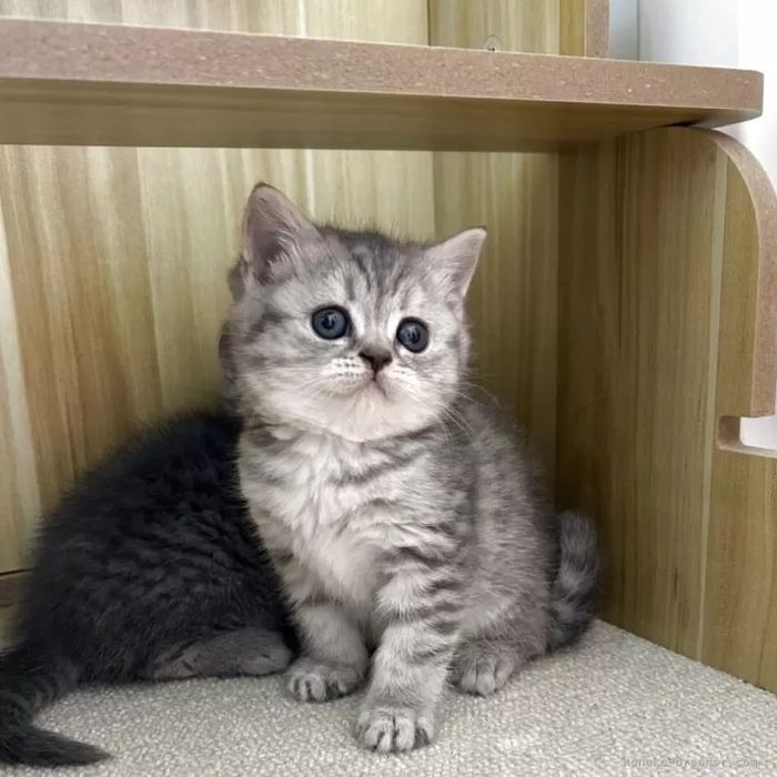 Британские котята