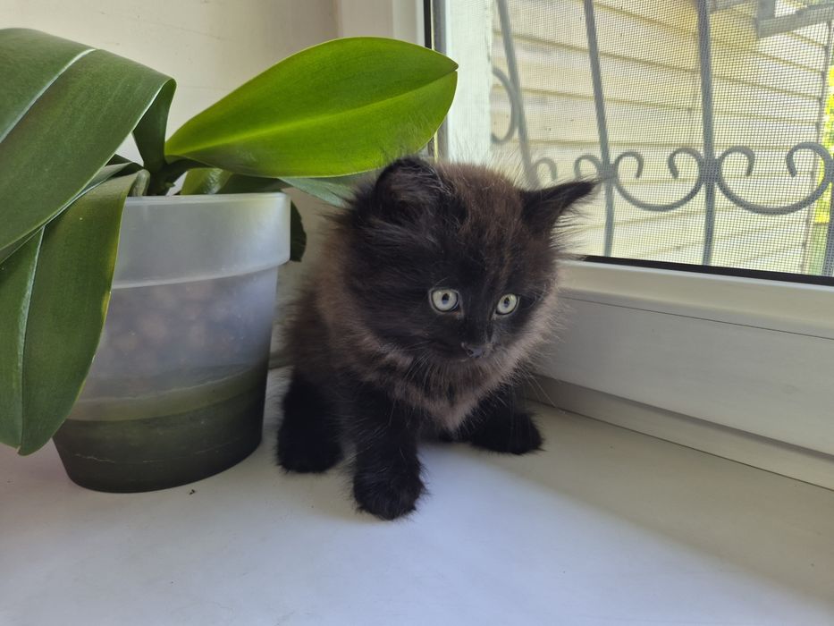 Котёнок черный , девочка, 8 недель