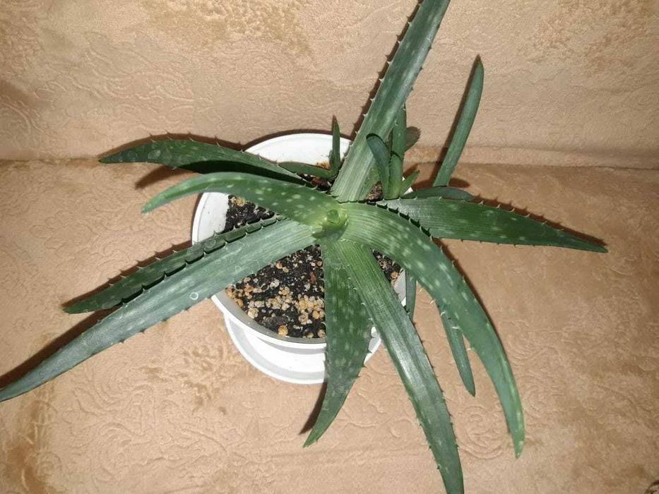 Продам комнатное лечебное растение - алоэ  вера