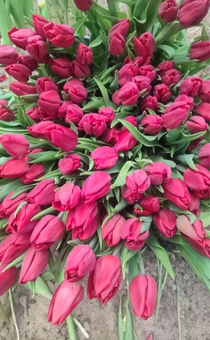 Цветы , букеты , тюльпаны