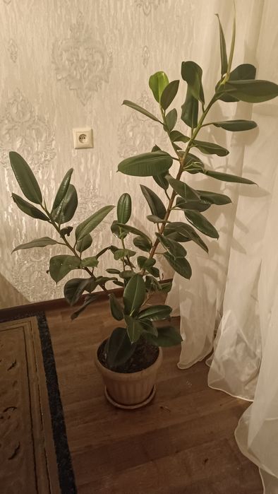 Фикус эластика 120 см