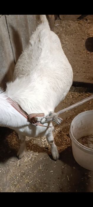 Зотли етук бугоз она эчки сотилади.