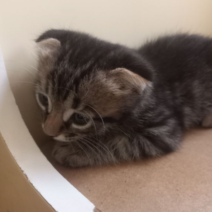 Вислоухий котёнок 1 мес мальчик