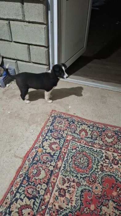 Собака щенок  бесплатно