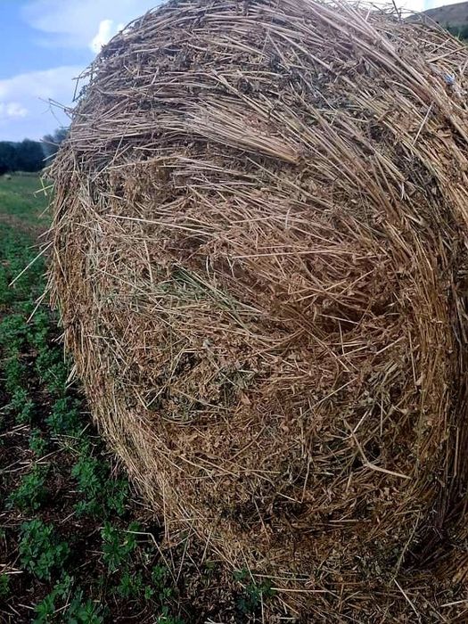 Vând baloți de lucernă