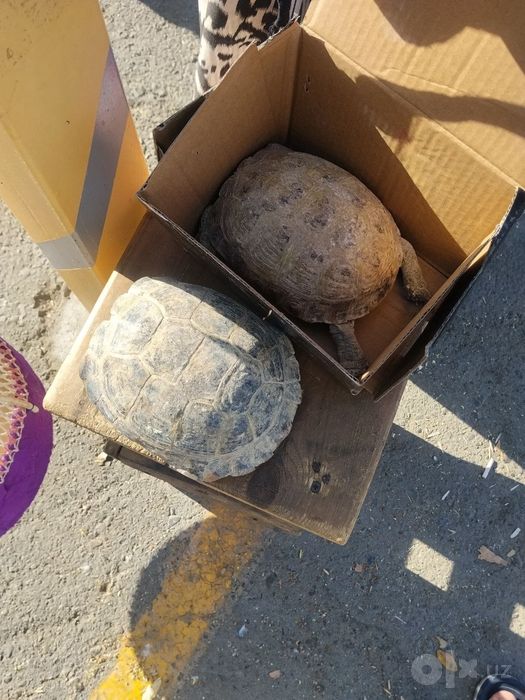 Toshbaqa sotiladi