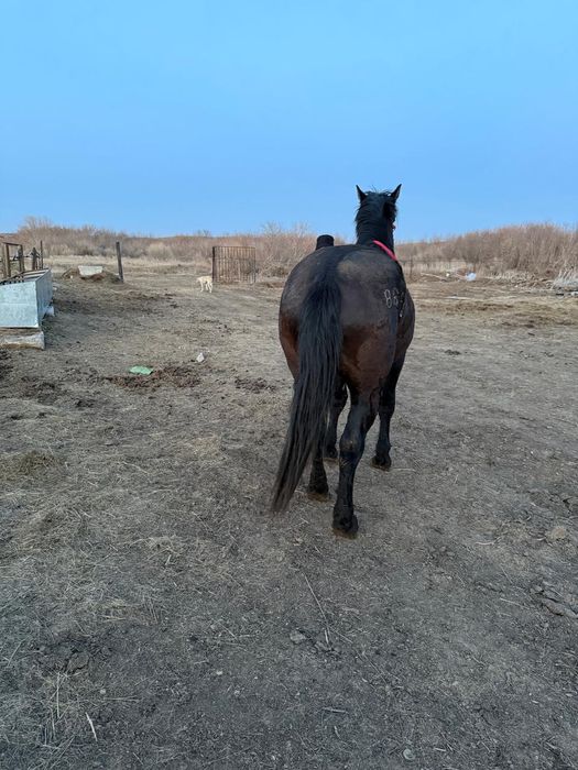 Вороной жеребец  возраст три года