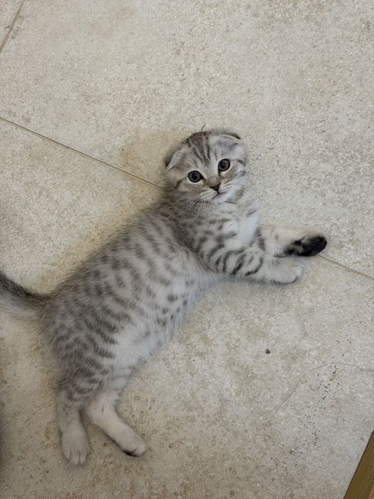 Шотландский вислоухий котёнок