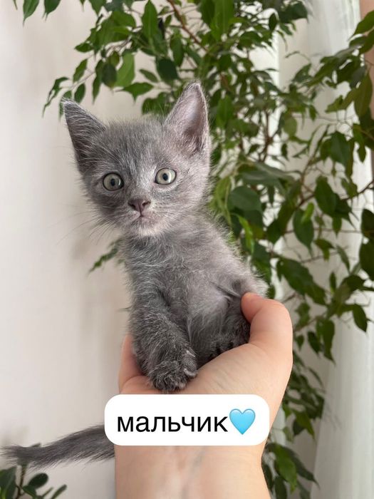 Котята в ответственные руки