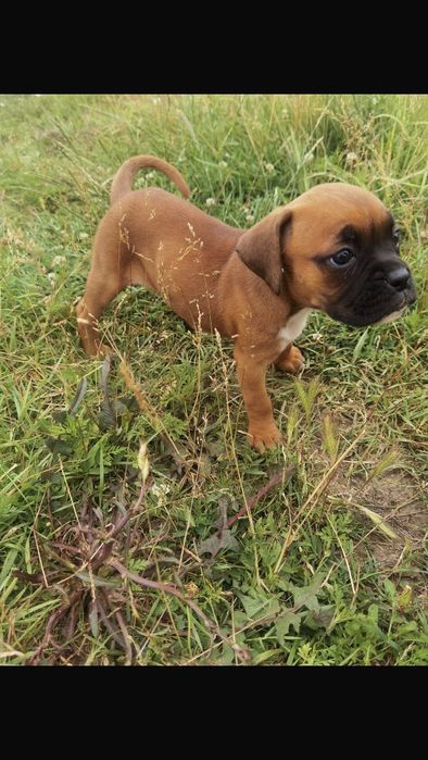 Catel Boxer German