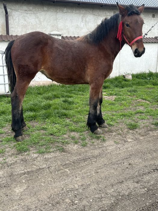 Vand o manza si un manz