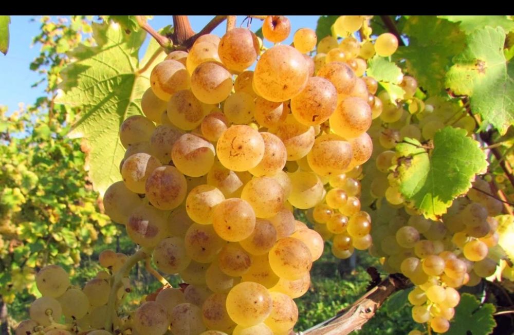 Vând struguri de vin pe data de 0 1 0 9 2025