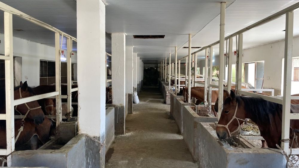 Саумал қымыз таза