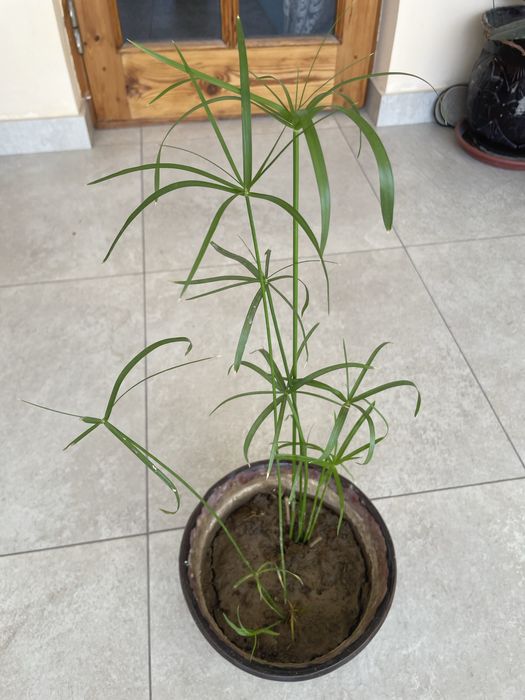 Циперус домашнее ростение