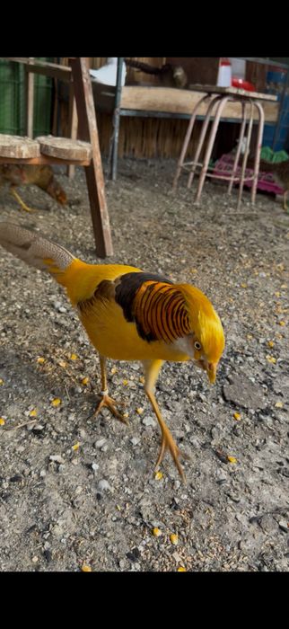 Vand oua fazani auriu pe rosu