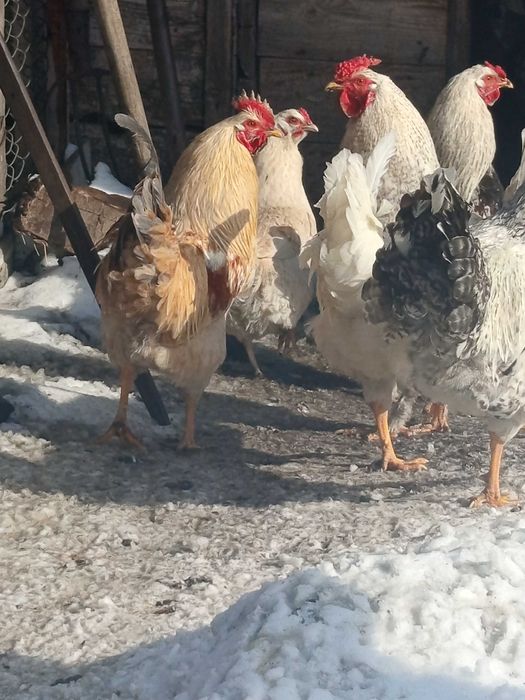 Продам прошлогодних петухов