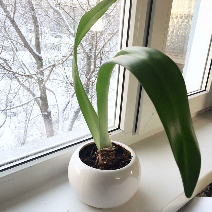 Цветы комнатные в