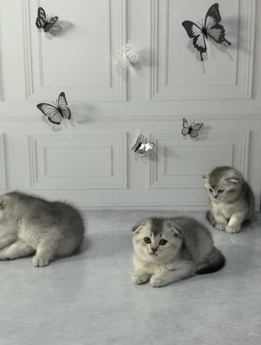 Продаются котята  вислоухие