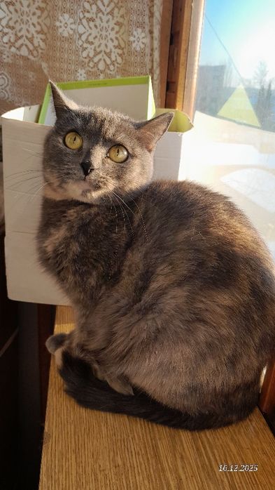 Кошечка в хороший дом