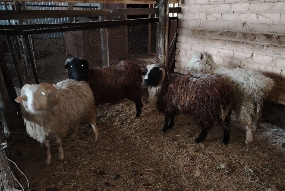 Кошкарлар откормда