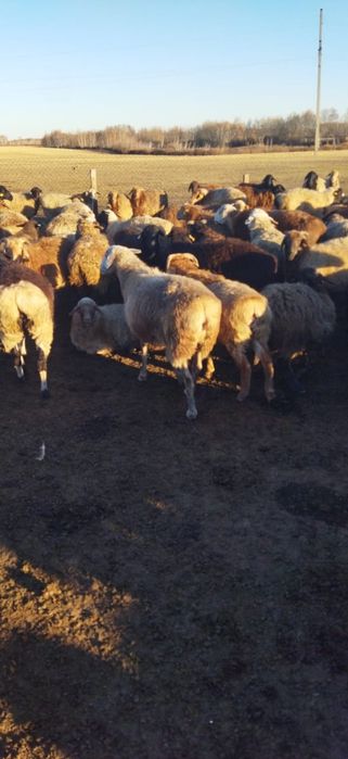 Продам баран находятся 70км от Астаны