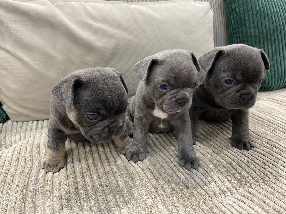 Френски булдог - френски булдочета