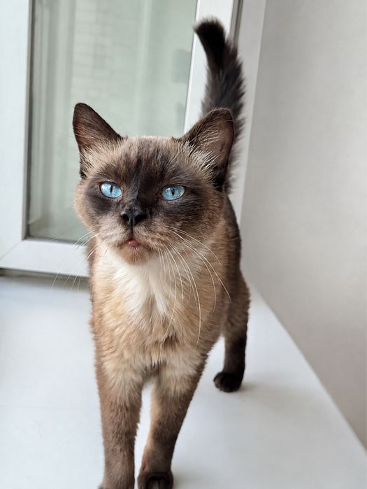 Сиамский кот ищет семью