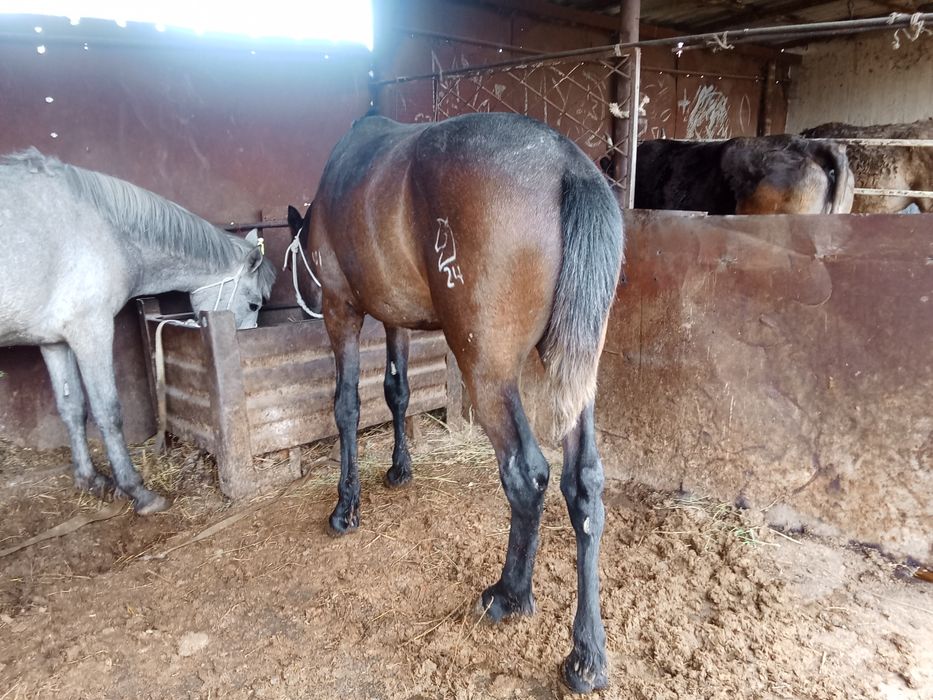 Байтал мен донен сатылады