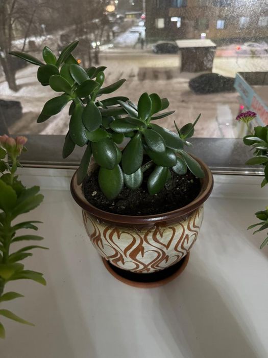 Продам денежное дерево