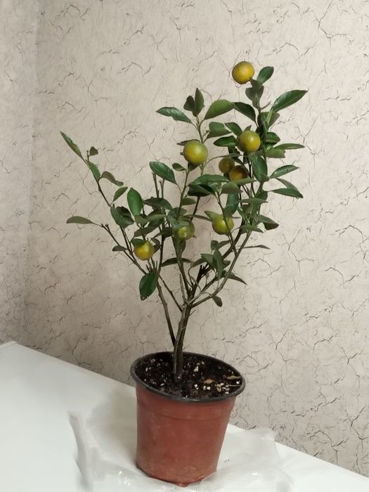 Каламандин цитрус лимон