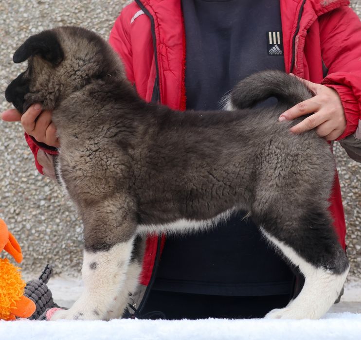 Щенки американской акиты