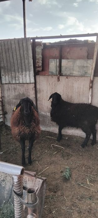 Қой сатылыды семіз