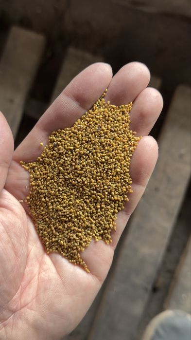 Беде. Жонышка тукым. Семена Люцерна