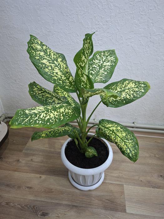 Продам комнатный цветок - Диффенбахия