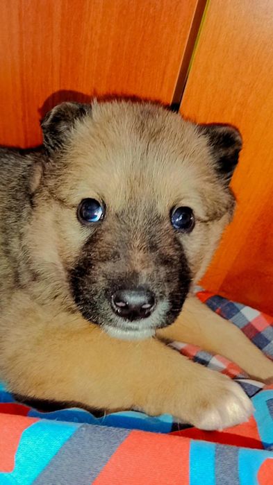 Маленький щенок в добрые руки