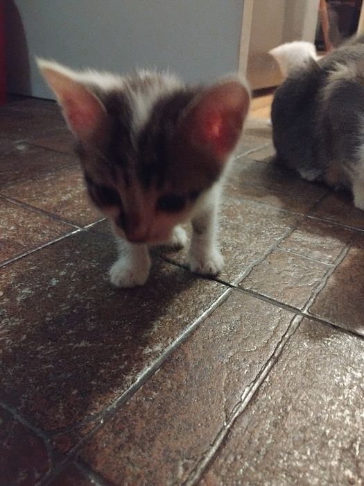Pisoi  de  de adoptat urgent  ( 50 lei)